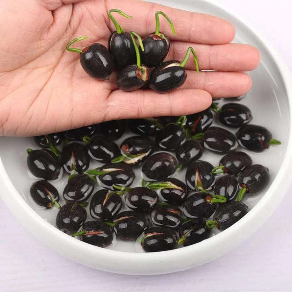 Seeds®-Todo florece cuando tu energía está en armonía… incluso tú