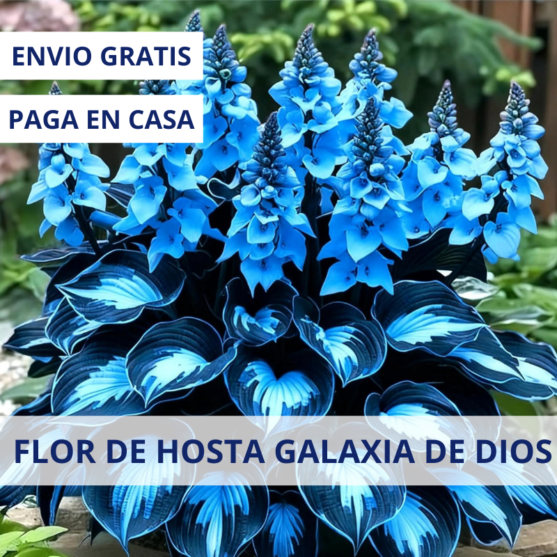 🌿Semillas de Hosta Caleus - Galaxia azul de Dios💖🔥1 paquete - 100 semillas Aprox. (5 gr.)