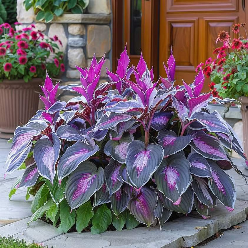 🌿Semillas de Hosta Coleus para jardines de sombra exuberantes💖🔥1 paquete - 100 semillas Aprox. (5 gr.)
