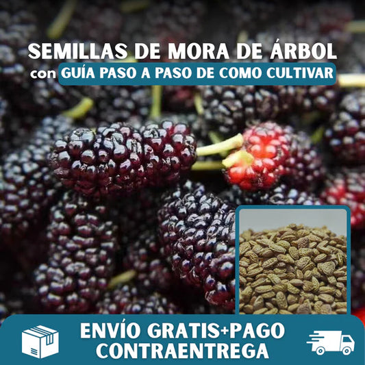 🍇 Semillas de MORA DULCE DE ÁRBOL💖🔥1 paquete - 100 semillas Aprox. (5 gr.)