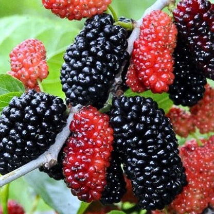 🍇 Semillas de MORA DULCE DE ÁRBOL💖🔥1 paquete - 100 semillas Aprox. (5 gr.)