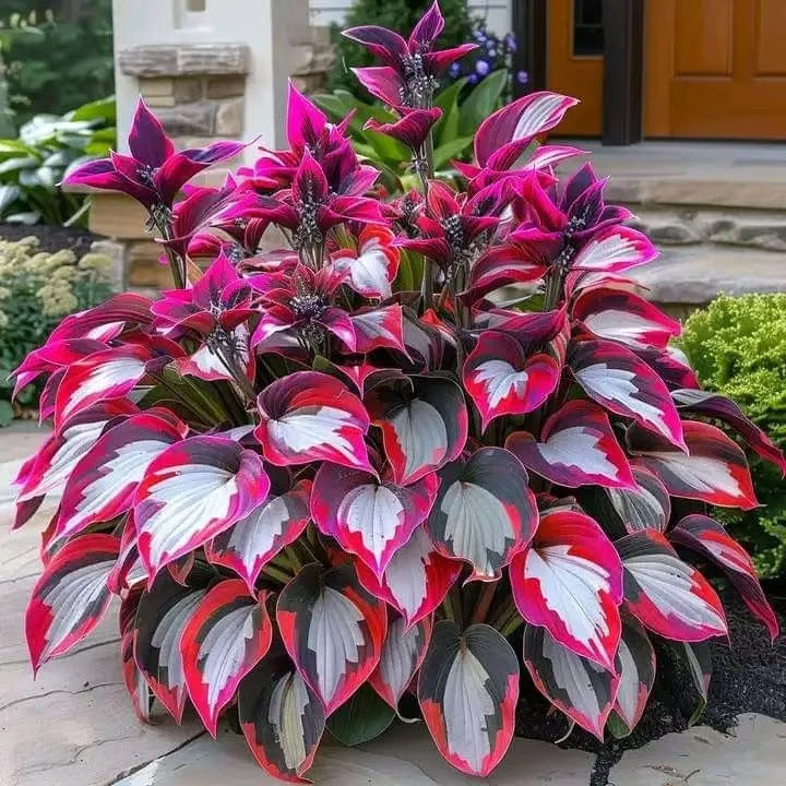 🌿Semillas de Hosta Coleus para jardines de sombra exuberantes💖🔥1 paquete - 100 semillas Aprox. (5 gr.)