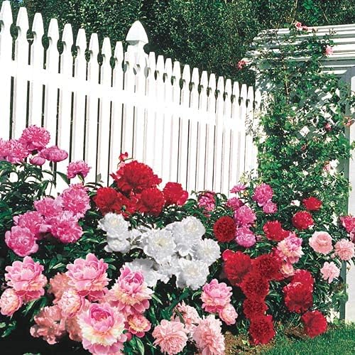 🌼 Semillas de FLOR DE PEONÍAS🔥 1 paquete – aprox. 100 semillas 🌱 (5 gr.)