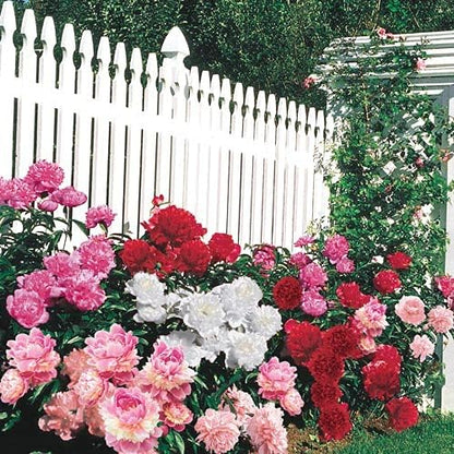 🌼 Semillas de FLOR DE PEONÍAS🔥 1 paquete – aprox. 100 semillas 🌱 (5 gr.)