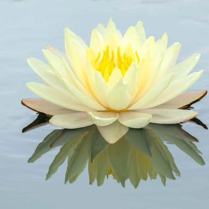 Seeds®-Todo florece cuando tu energía está en armonía… incluso tú