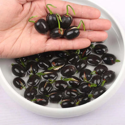 Seeds®-Todo florece cuando tu energía está en armonía… incluso tú