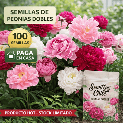 🌼 Semillas de FLOR DE PEONÍAS🔥 1 paquete – aprox. 100 semillas 🌱 (5 gr.)