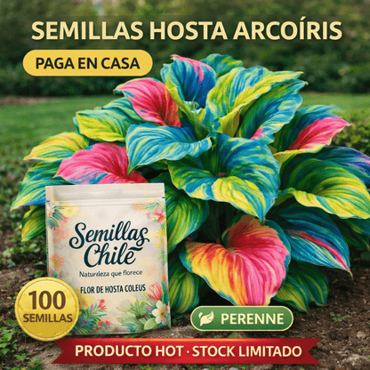 🌿Semillas de Hosta Caleus - Arcoiris de Dios 💖🔥1 paquete - 100 semillas Aprox. (5 gr.)