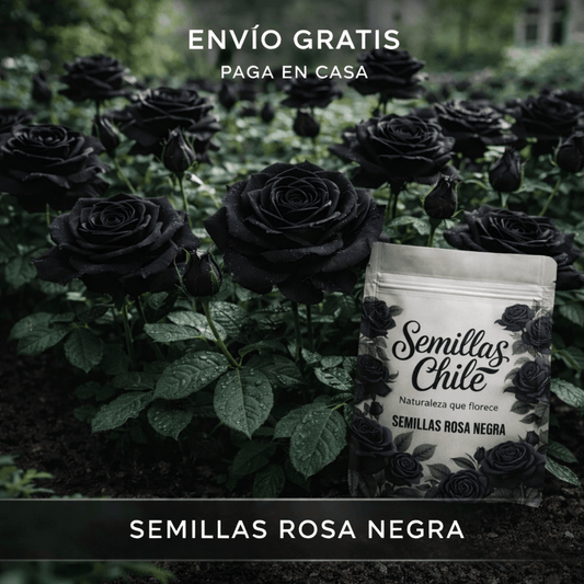 🌹🖤 Semillas de ROSA NEGRA 🔥 1 paquete – aprox. 100 semillas 🌱 (5 gr.)