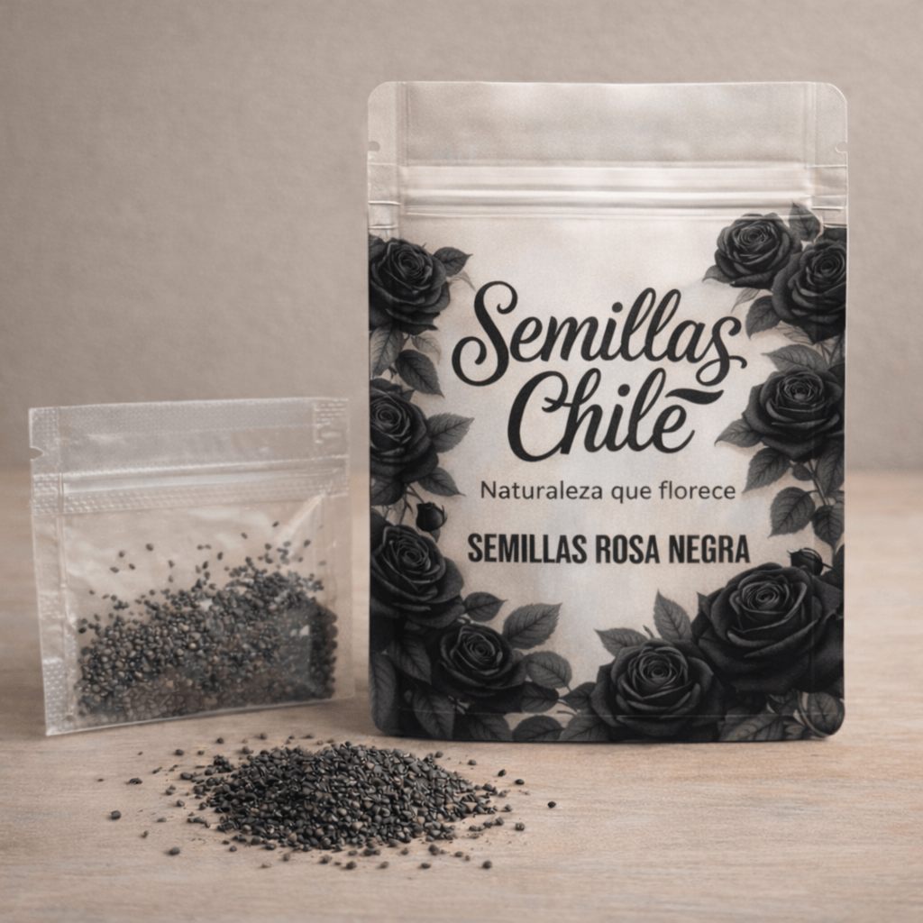 🌹🖤 Semillas de ROSA NEGRA 🔥 1 paquete – aprox. 100 semillas 🌱 (5 gr.)