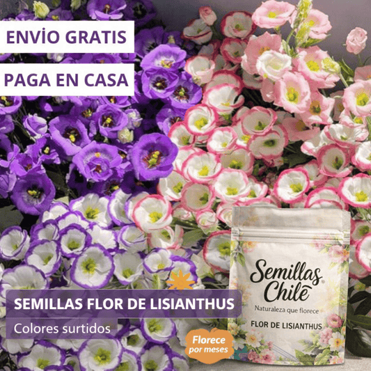 🌿Semillas Flor de LISIANTHUS  💖🔥1 paquete - 100 semillas Aprox. (5 gr.)