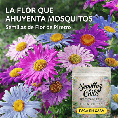 🌼 Semillas de FLOR DE PIRETRO 🔥 1 paquete – aprox. 100 semillas 🌱 (5 gr.)