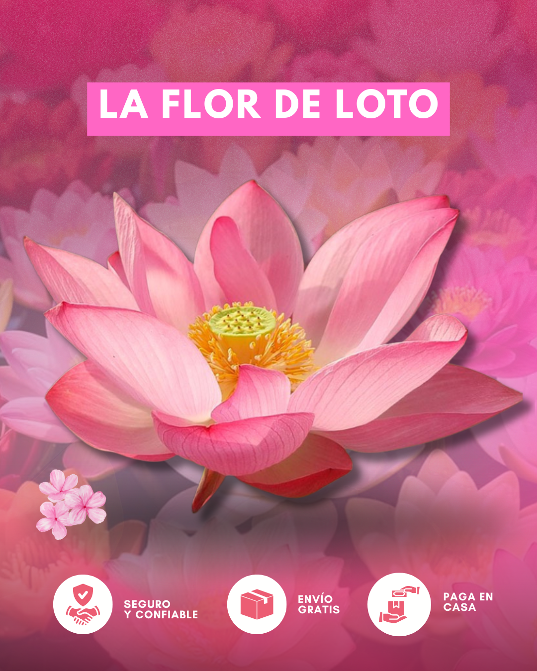 🌿 Semillas de Flor de Loto Premium – La Planta Sagrada que Transforma Tus Espacios ✨ 1 Pack – 10 Semillas Seleccionadas (5gr)