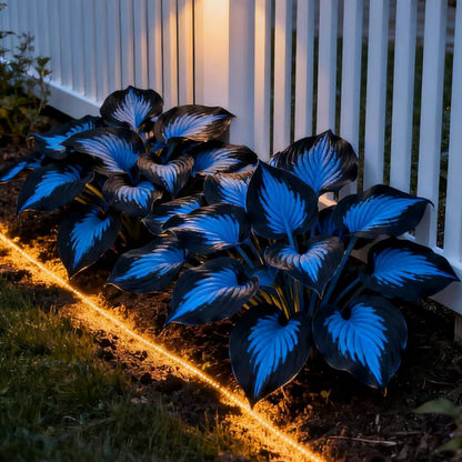 🌿Semillas de Hosta Coleus para jardines de sombra exuberantes💖🔥1 paquete - 100 semillas Aprox. (5 gr.)