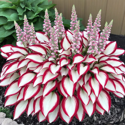 🌿Semillas de Hosta Coleus para jardines de sombra exuberantes💖🔥1 paquete - 100 semillas Aprox. (5 gr.)