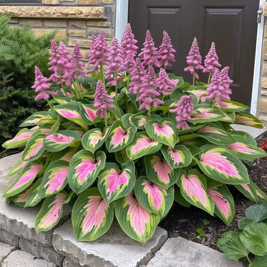 🌿Semillas de Hosta Coleus para jardines de sombra exuberantes💖🔥1 paquete - 100 semillas Aprox. (5 gr.)