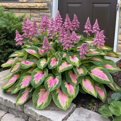 🌿Semillas de Hosta Coleus para jardines de sombra exuberantes💖🔥1 paquete - 100 semillas Aprox. (5 gr.)