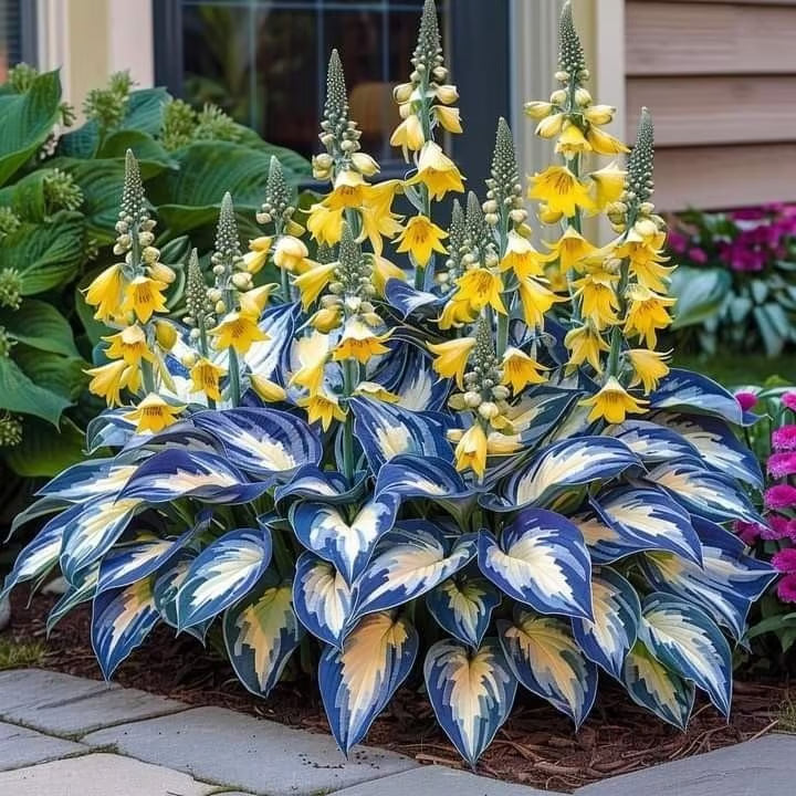 🌿Semillas de Hosta Coleus para jardines de sombra exuberantes💖🔥1 paquete - 100 semillas Aprox. (5 gr.)
