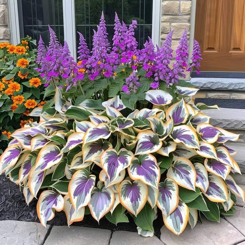 🌿Semillas de Hosta Coleus para jardines de sombra exuberantes💖🔥1 paquete - 100 semillas Aprox. (5 gr.)