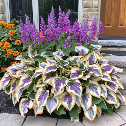 🌿Semillas de Hosta Coleus para jardines de sombra exuberantes💖🔥1 paquete - 100 semillas Aprox. (5 gr.)